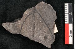 Foto (Objekt + Etikett) von Cinnamomum intermedium Ettingshausen (NHMW-GEO-2024-0188-10155a)